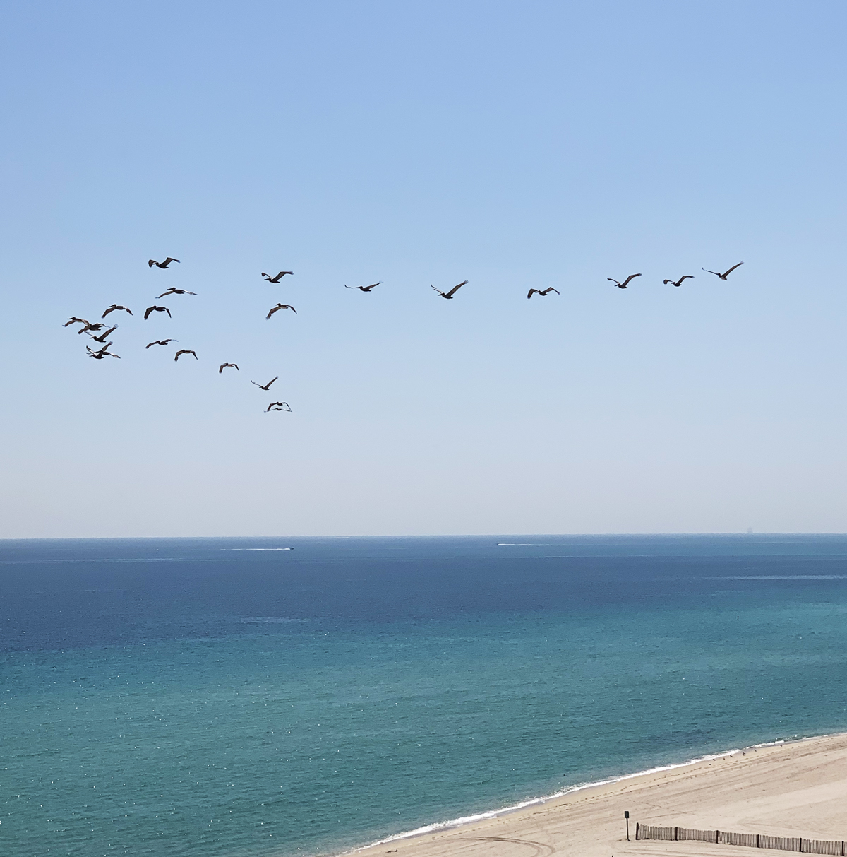 Pelicans migrating north